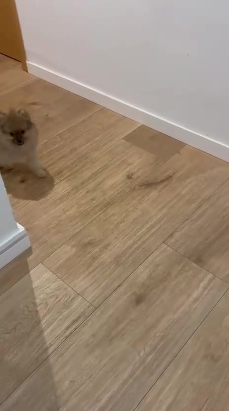 Pomerania perros en venta: Pomerania toy - Video 1