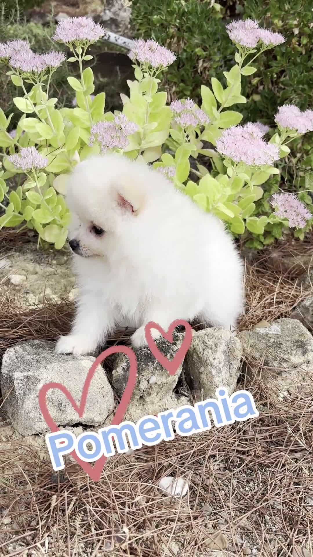 Pomerania perros en venta: Pomerania Macho disponible  - Video 1