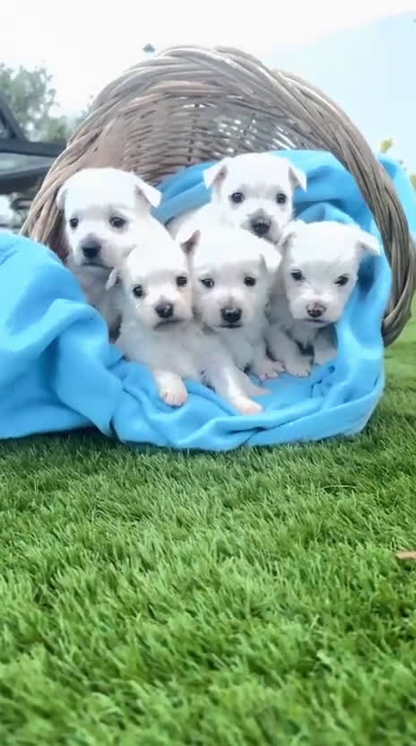 West Highland White Terrier perros en venta: Ultimo cachorito de wuesty - Video 1