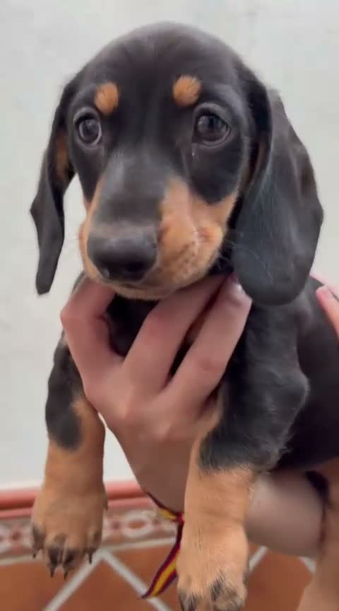 Chihuahua perros en venta: Impresionantes teckel canichen kanichen - Video 5