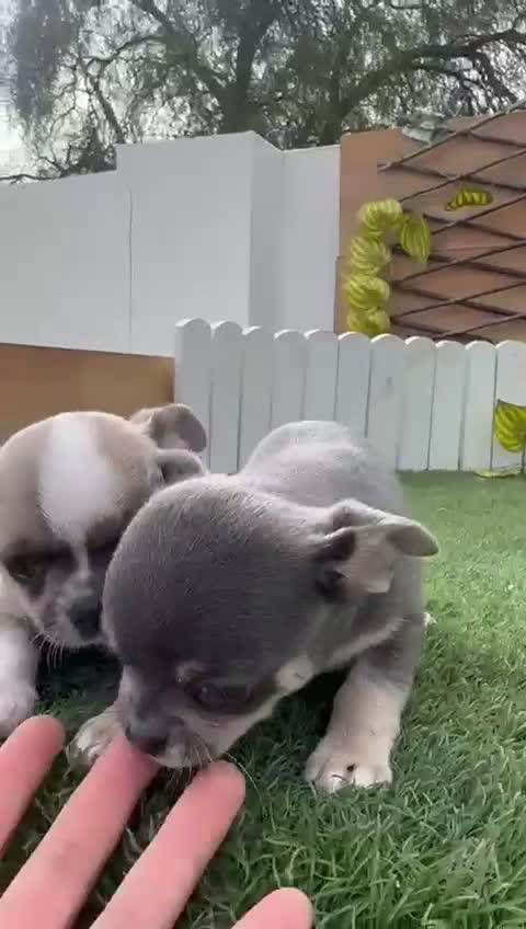 Chihuahua perros en venta: CHIUAHUA MACHO - Video 1