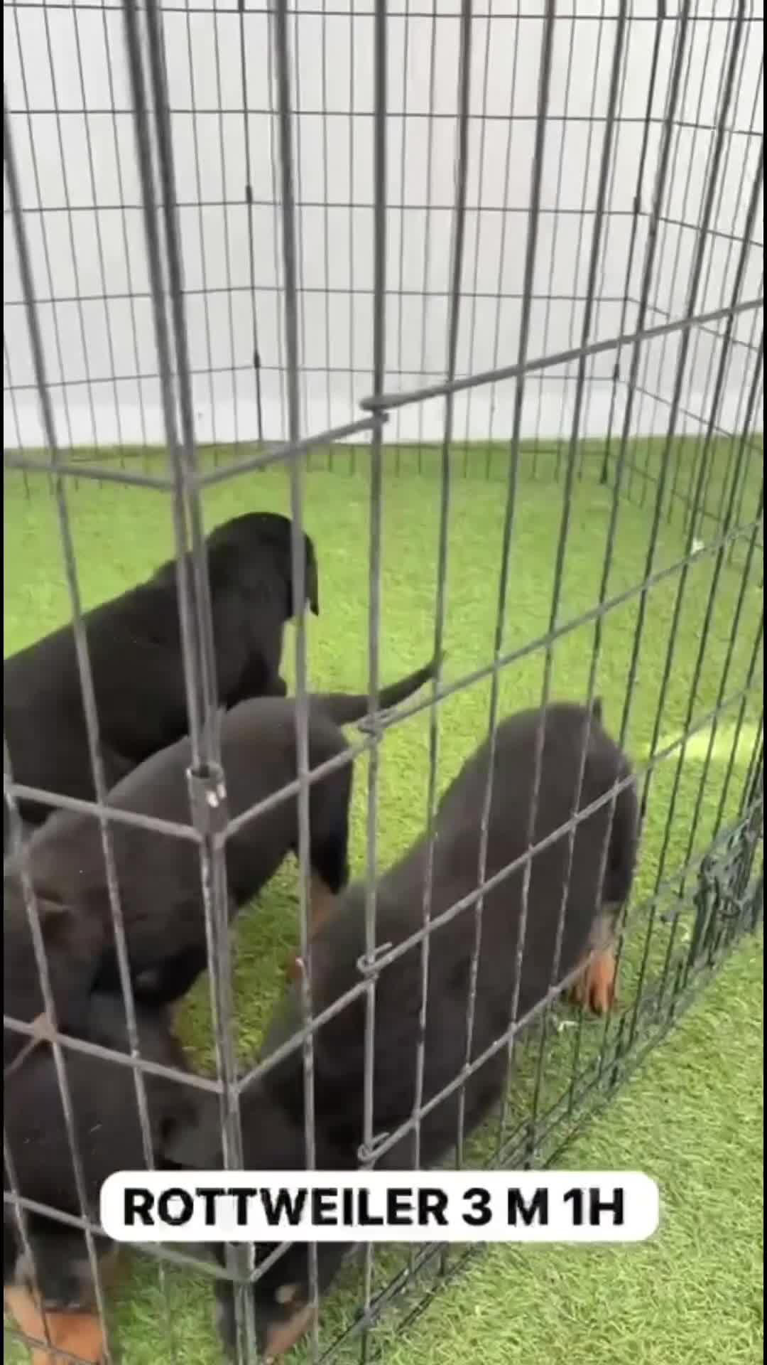 Rottweiler perros en venta: CACHORRO DE ROTTWEILER - Video 1