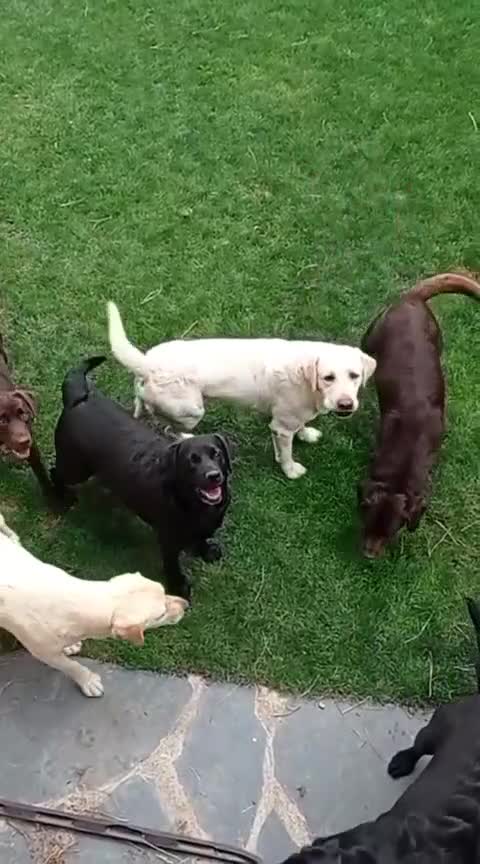 Labrador Retriever perros en venta: Labradores de  Quercuscan  - Video 2