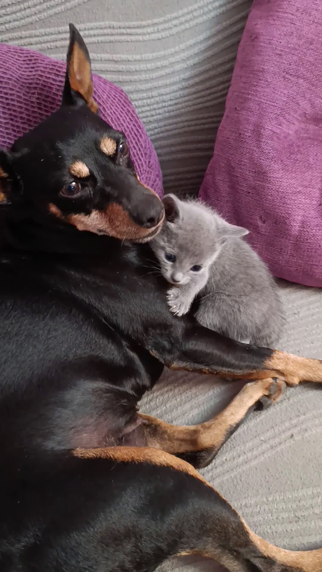 Azul Ruso gatos en venta: Cachorros azul ruso - Video 1