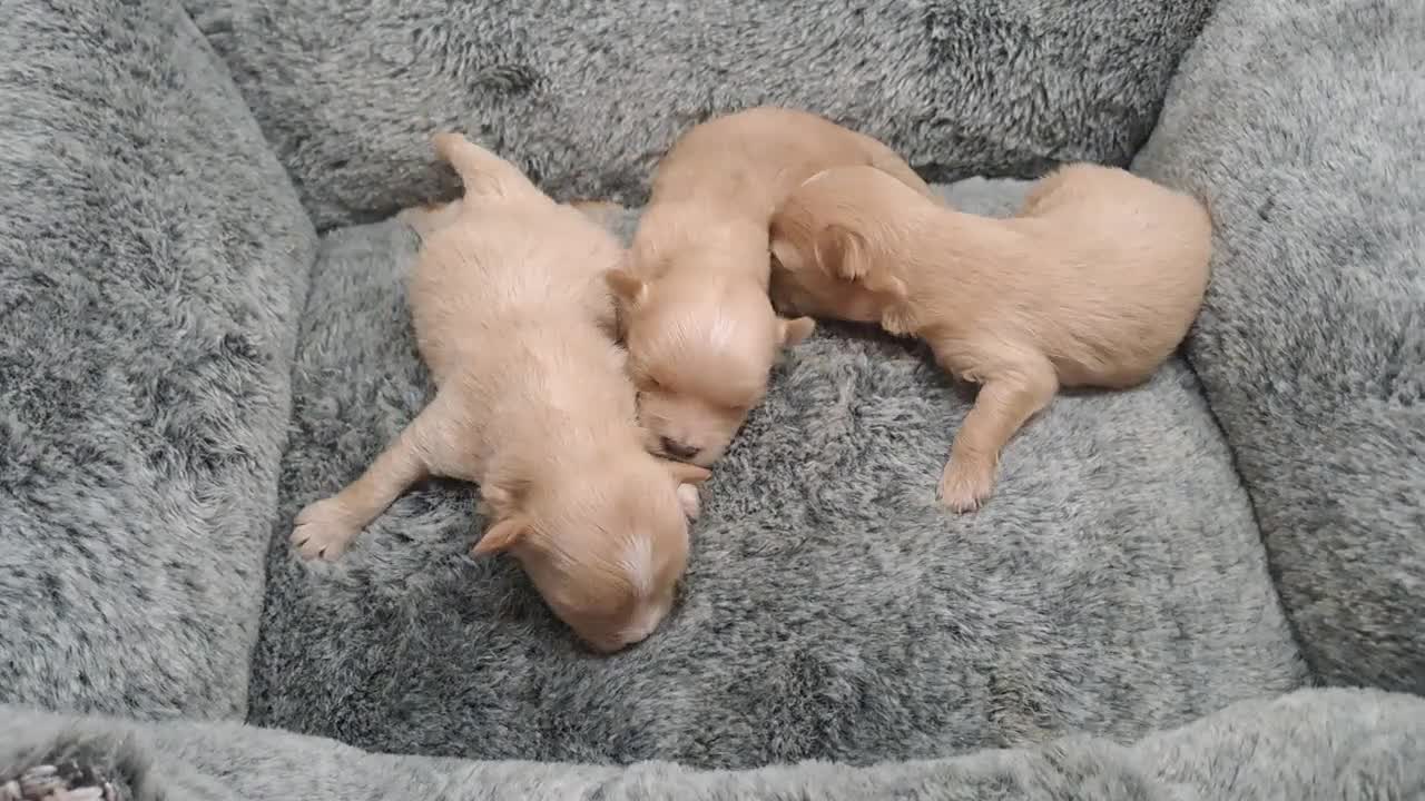 Maltipoo perros en venta: Cachorritos de Maltipoo - Video 1