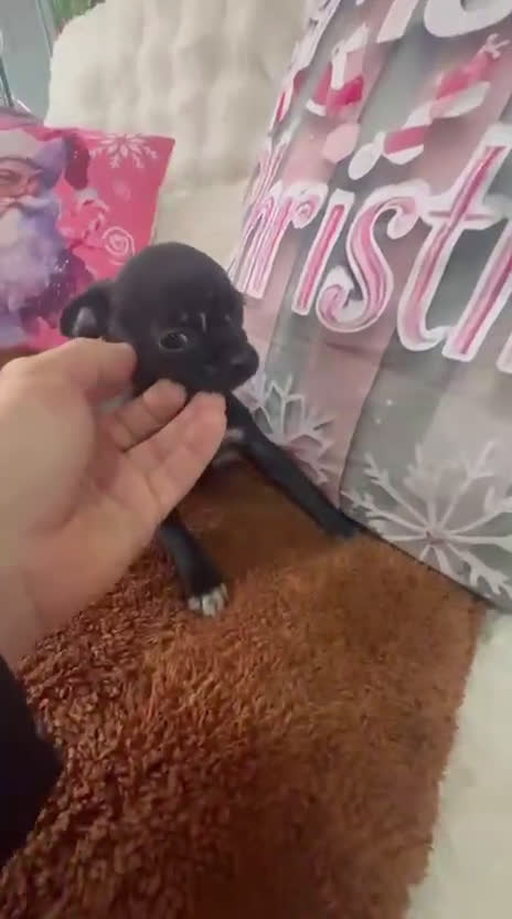 Chihuahua perros en venta: Chihuahua mini toy  - Video 1