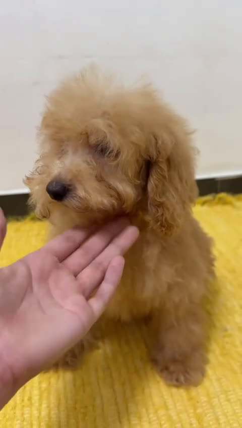 Caniche Toy perros en venta: MACHO TOY PRINCIPIO ENANO PEQUEÑO - Video 1