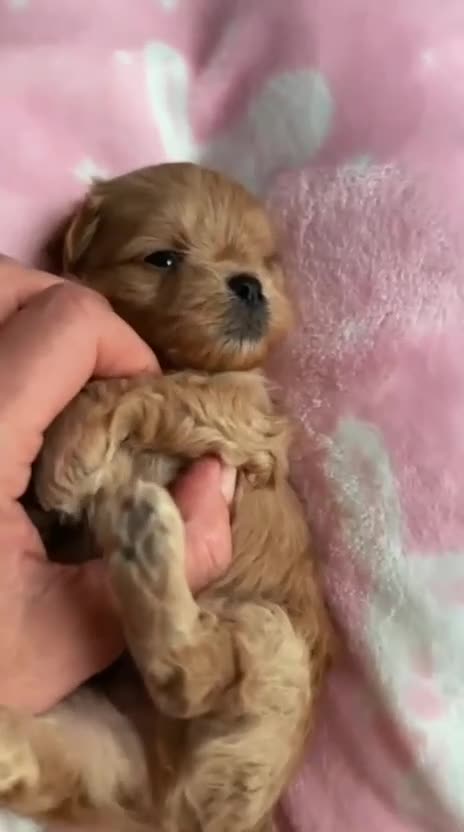 Maltipoo perros en venta: Maltipoo asiáticos de máxima calidad  - Video 1