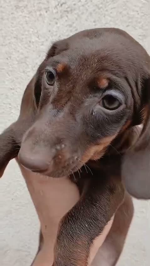 Teckel Miniatura perros en venta: Preciosos teckel  - Video 2