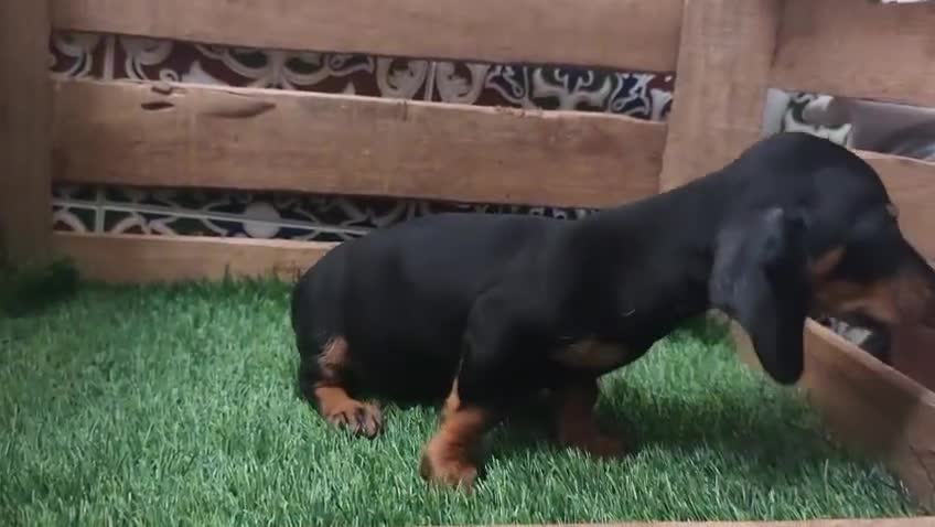 Teckel perros en venta: Teckel kaninchen  - Video 1