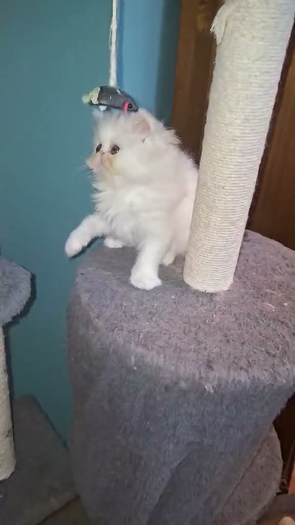 Persa gatos en venta: Persa - Video 1