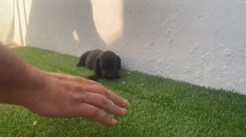 Teckel perros en venta: Camada de Teckel  - Video 3
