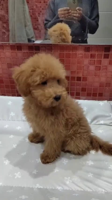 Caniche Toy perros en venta: Último Cachorro de Caniche Toy - Video 3