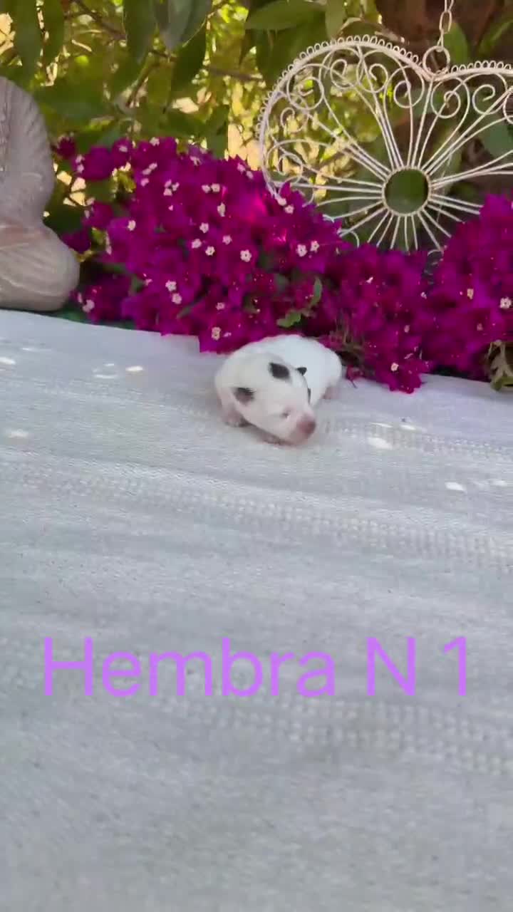Jack Russell Terrier perros en venta: Jack Russell preciosos bebes disponibles  - Video 1