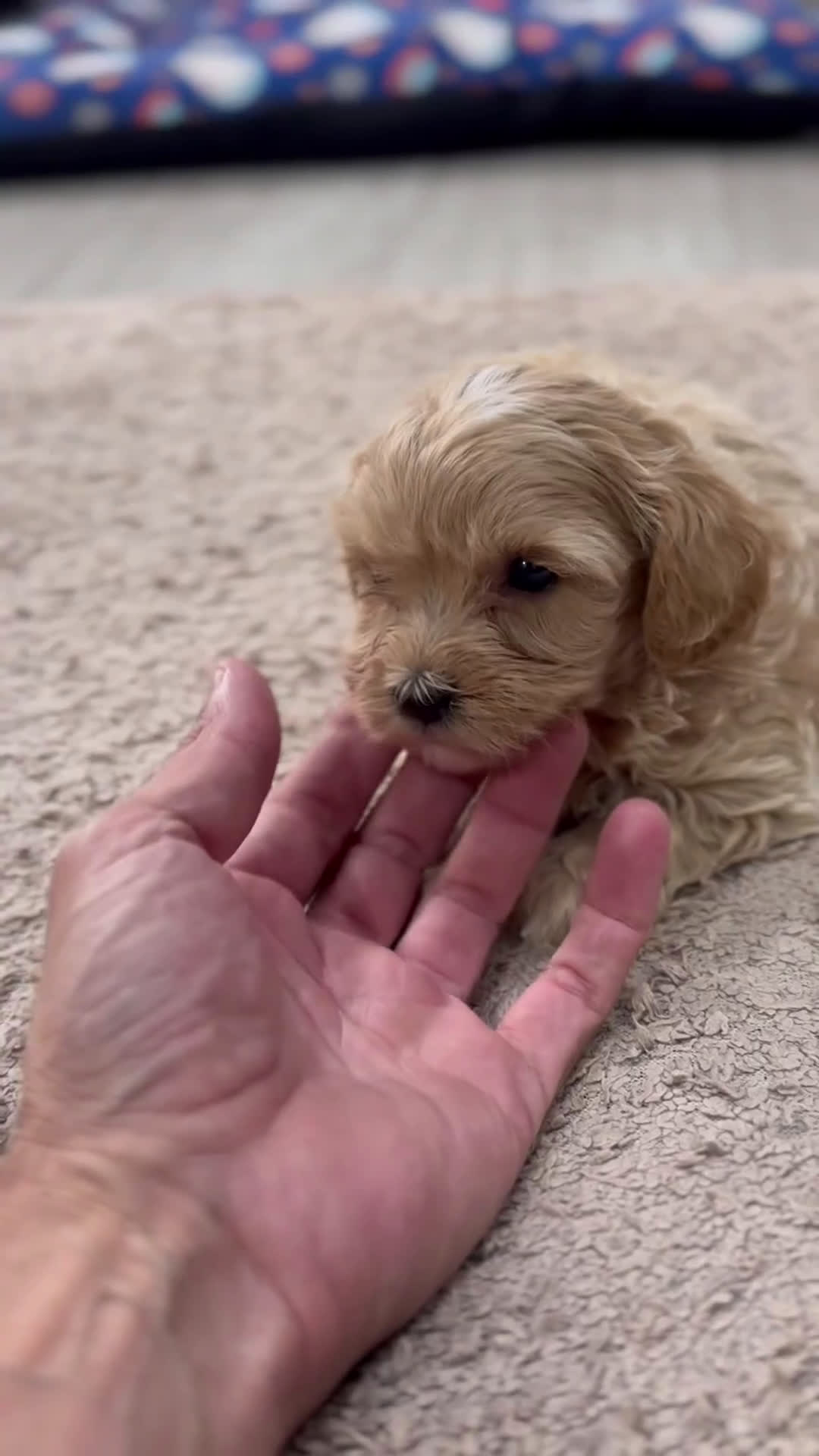 Maltipoo perros en venta: 🐾 Kepy & Harry – Maltipoo crema suave 🌾✨ - Video 1