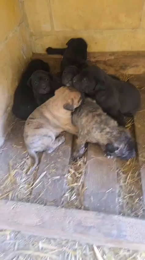 Presa Canario perros en venta: Presa canario  - Video 2