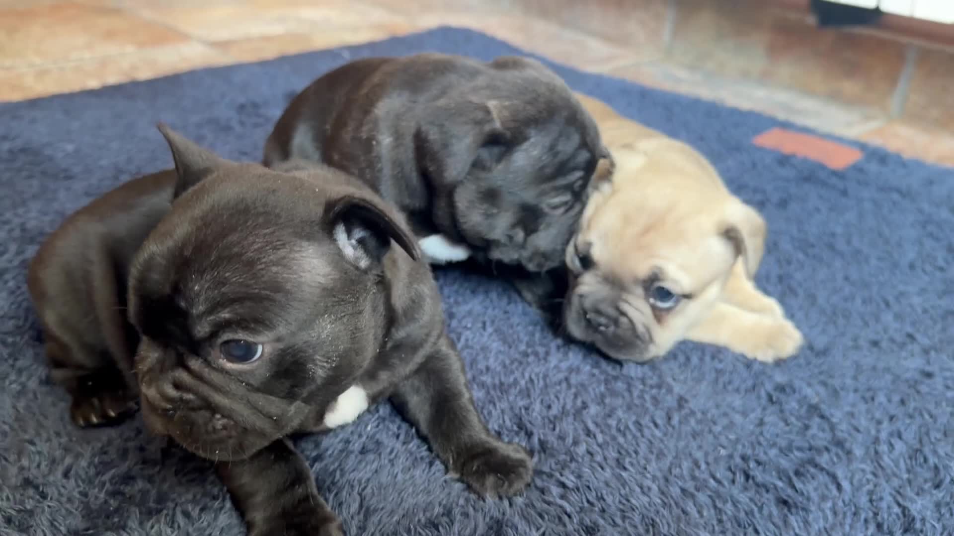 Bulldog Francés perros en venta: Buldog francés  - Video 2