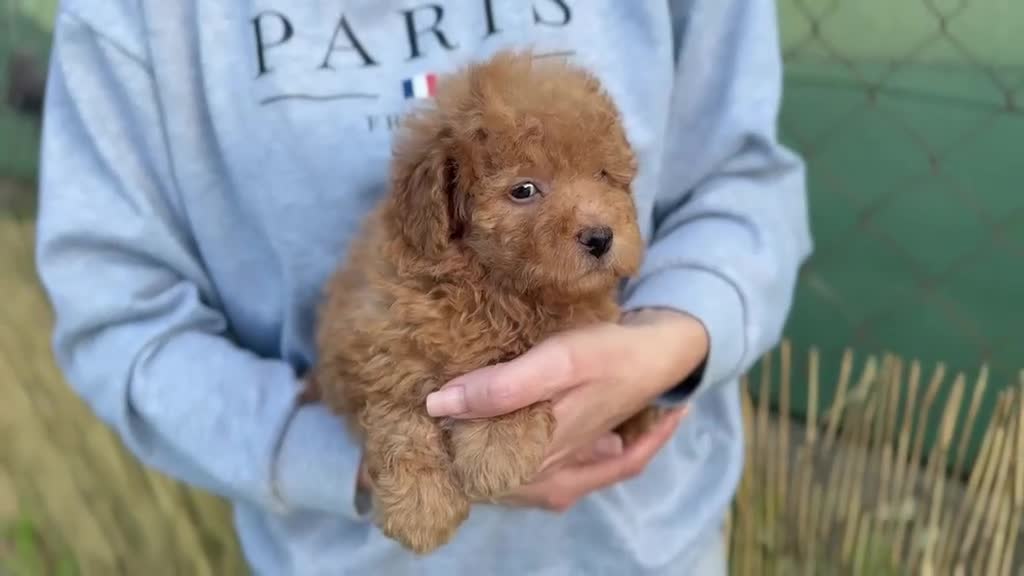 Caniche Toy perros en venta: Caniche  toy - Video 1