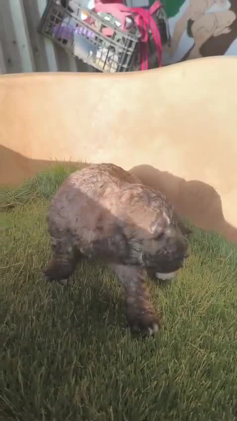 Perro de Agua Español perros en venta: Perro de agua!! - Video 1