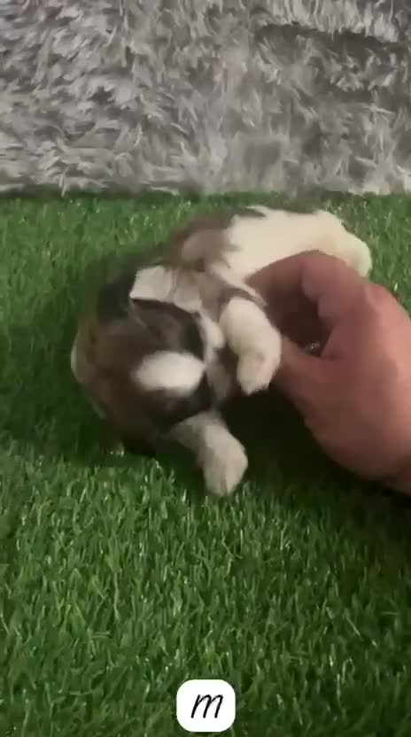 Shih Tzu perros en venta: SHIH TZU MINIATURA - Video 1