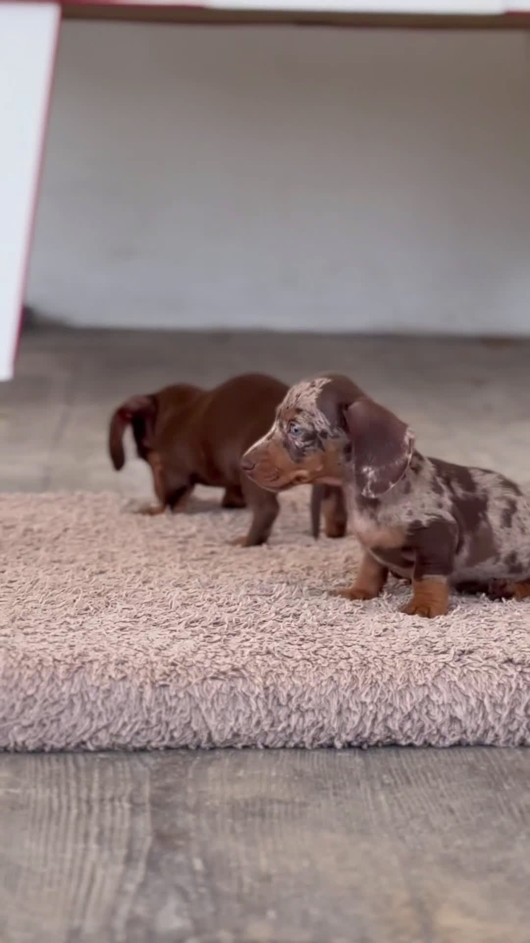 Teckel Miniatura perros en venta: 🐾 Frisco – Teckel miniatura merlé chocolate 🐾 - Video 1