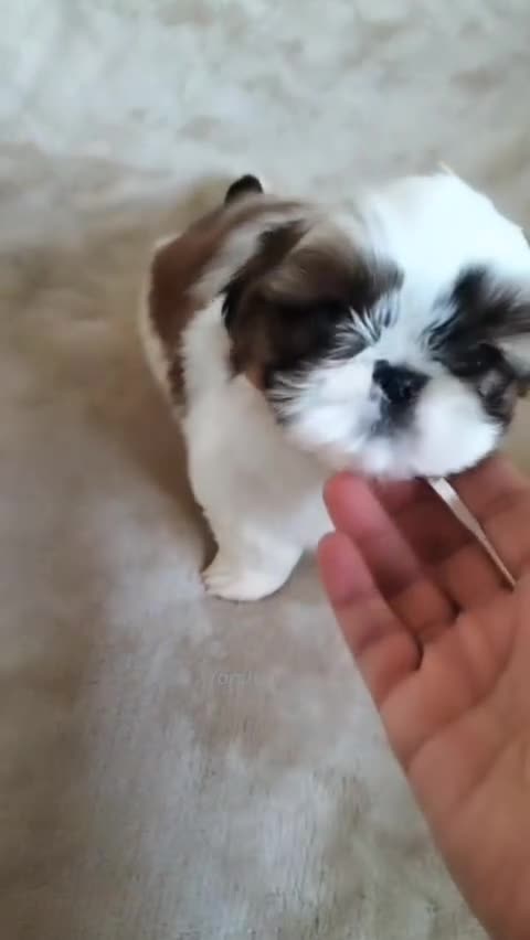 Shih Tzu perros en venta: Preciosos cachorritos Shih Tzu - Video 1