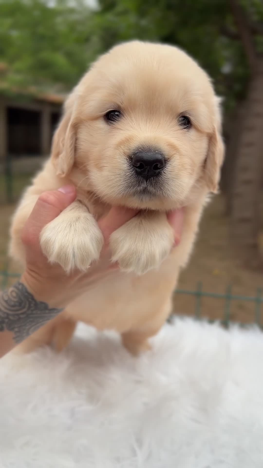 Golden Retriever perros en venta: Golden retriever dorados  - Video 4
