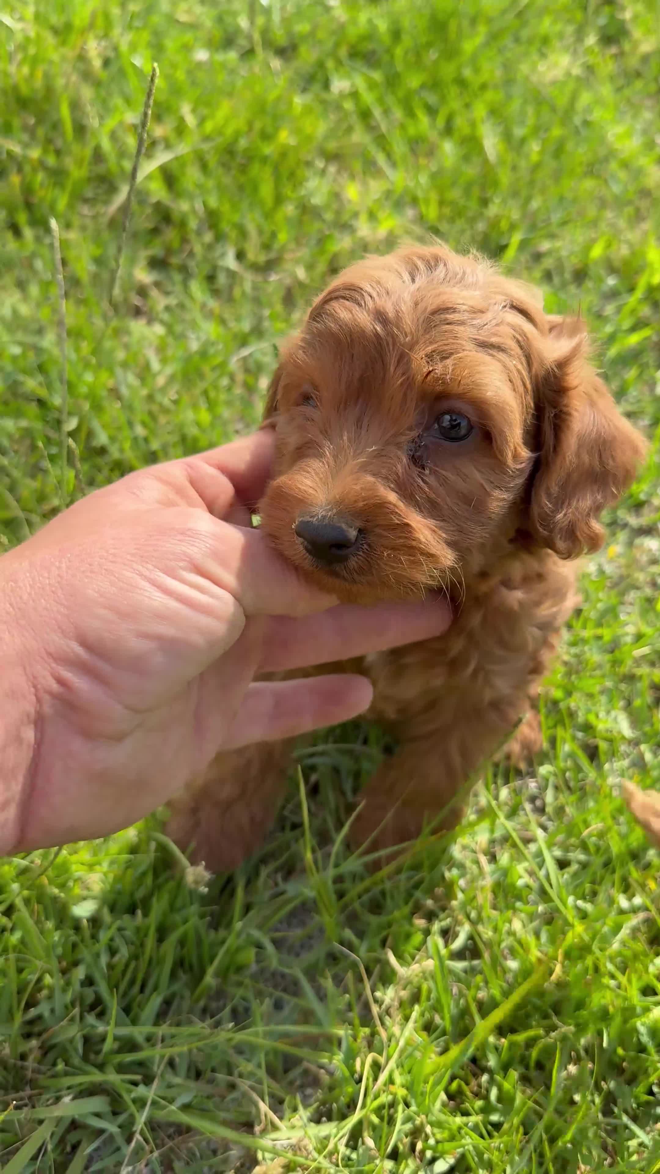 Caniche Enano perros en venta: Caniche rojo - Video 2
