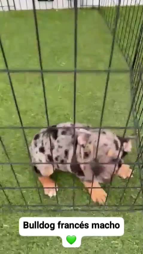 Bulldog Francés perros en venta:  CACHORROS DE BULLDOG FRANCÉS DISPONIBLES  - Video 1