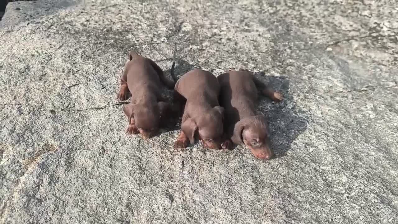 Teckel Miniatura perros en venta: Camada de teckel miniatura - Video 2