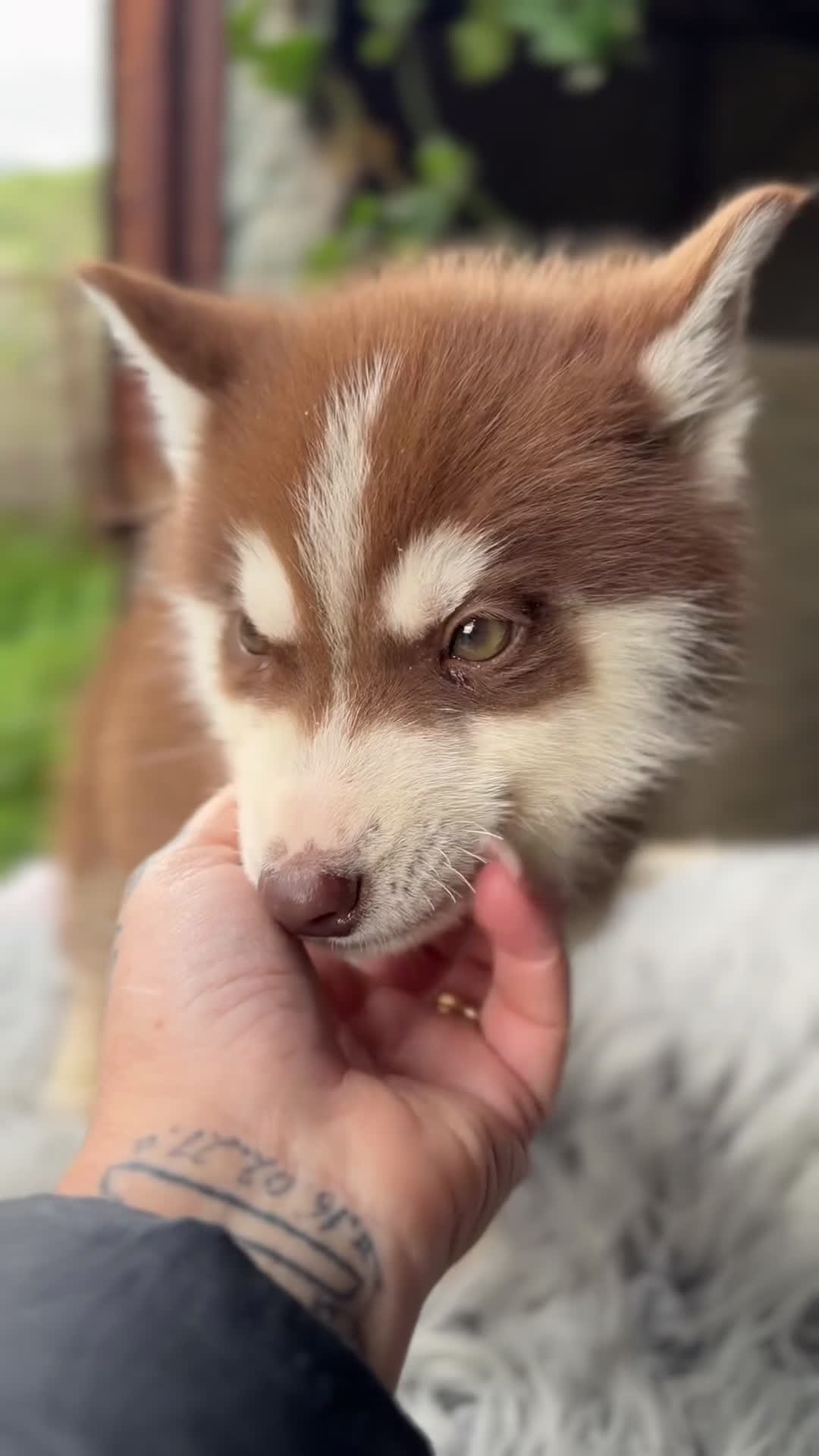 Husky Siberiano perros en venta: Husky rojo macho  - Video 1