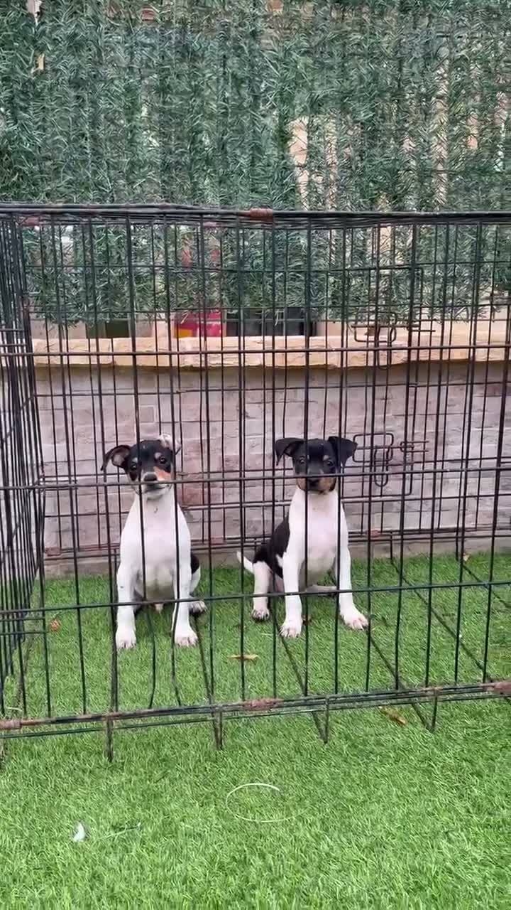 Gos Rater Valencià perros en venta: Rateros valencianos  - Video 1