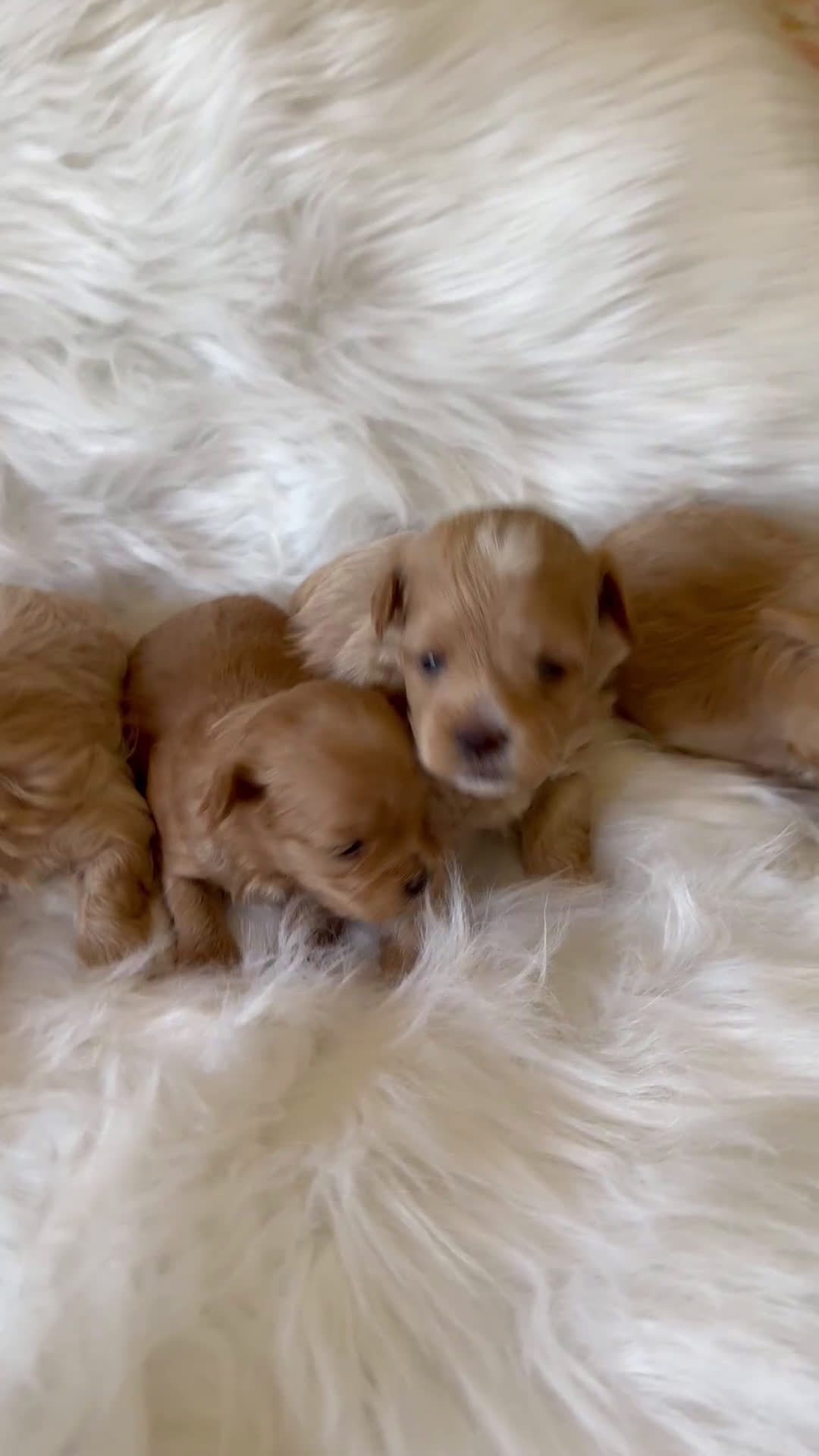 Maltipoo perros en venta: Maltipoo  - Video 1