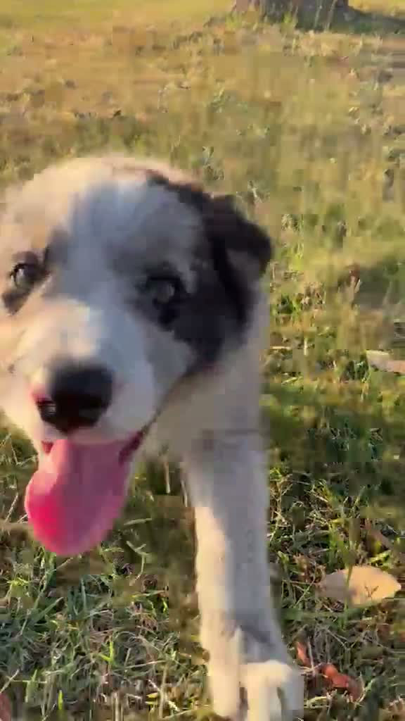 Border Collie perros en venta: Cachorros de Border Collie - Video 5