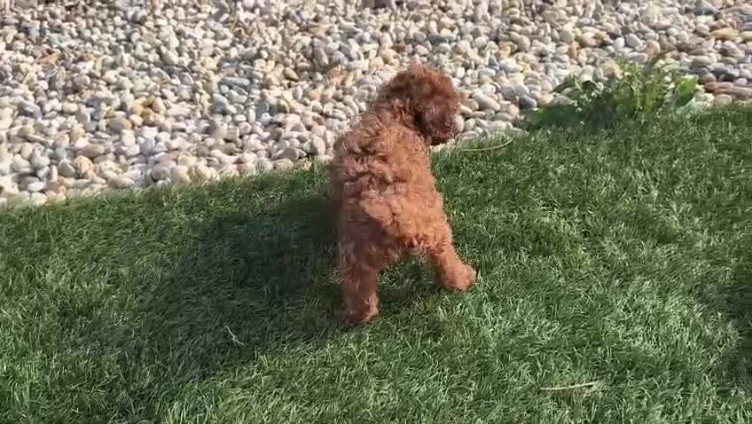 Caniche Toy perros en venta: Caniche Toy Rojo - Video 1