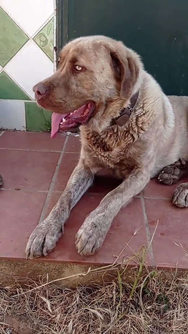 Mastín Español perros en venta: Cachorros de mastín español en Málaga - Video 1