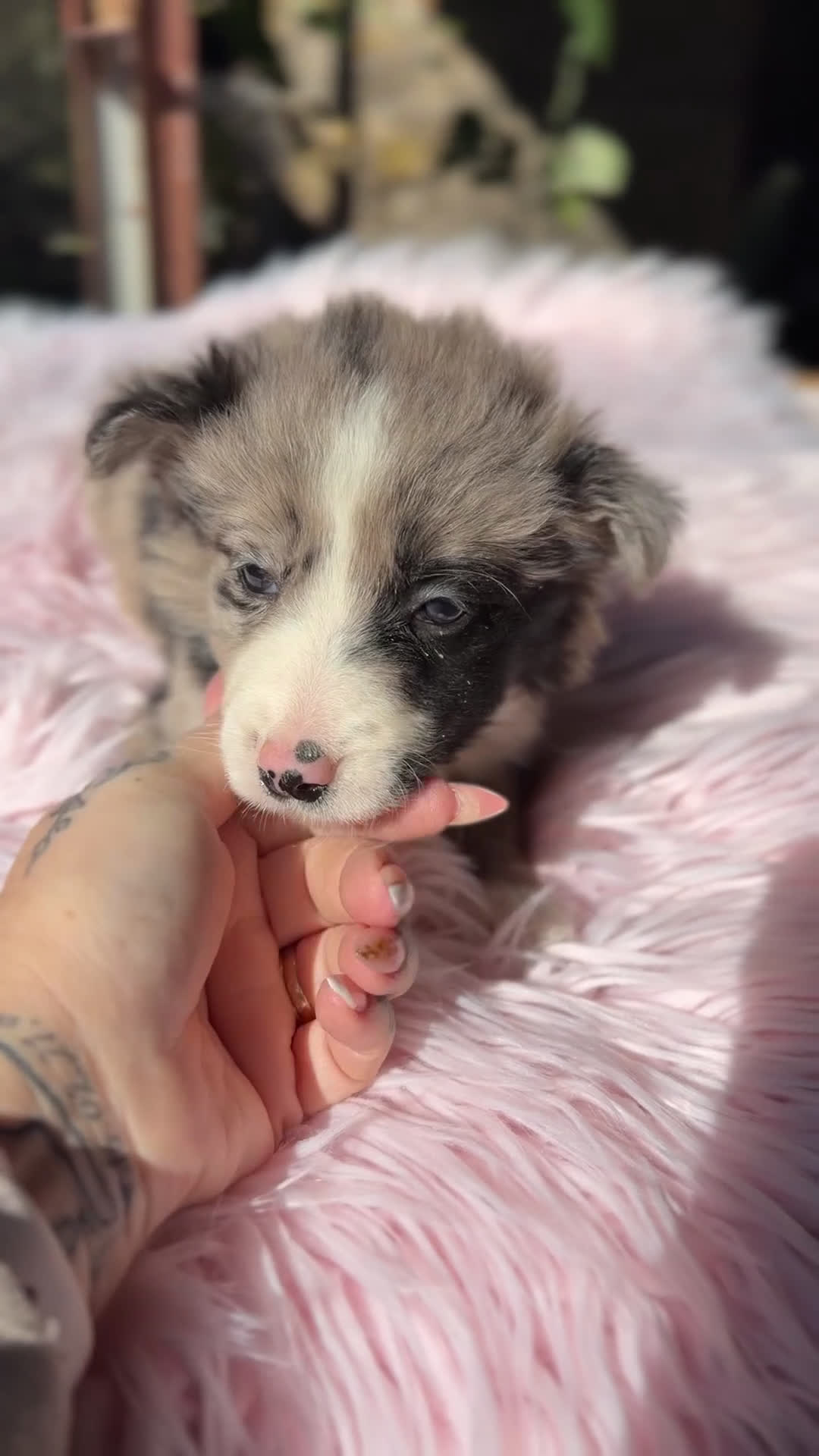 Border Collie perros en venta: Border collie  - Video 1