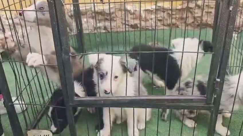 Border Collie perros en venta: Preciosos border collie - Video 1