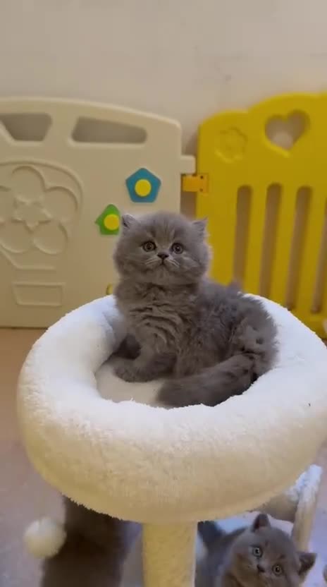 Británico de Pelo Corto Azul gatos en venta: Exclusivos gatitos British Shorthair Blue y Lilac  - Video 3
