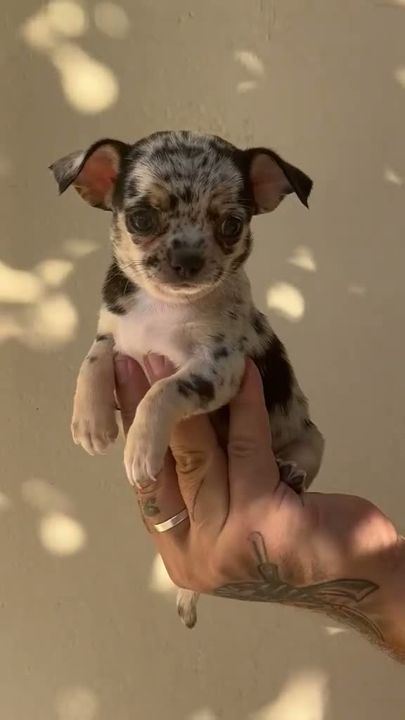 Chihuahua perros en venta: Chihuahua  - Video 2