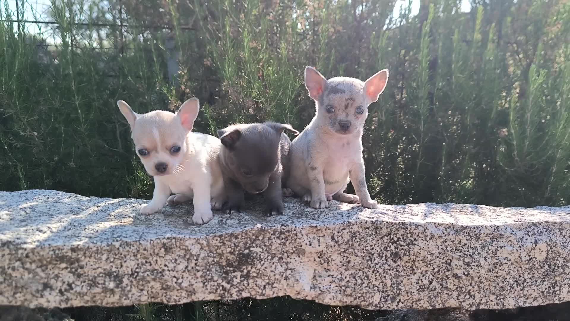 Chihuahua perros en venta: Camada de chihuahuas exoticos - Video 1