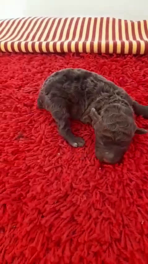 Perro de Agua Español perros en venta: Cachorro perro de aguas - Video 1