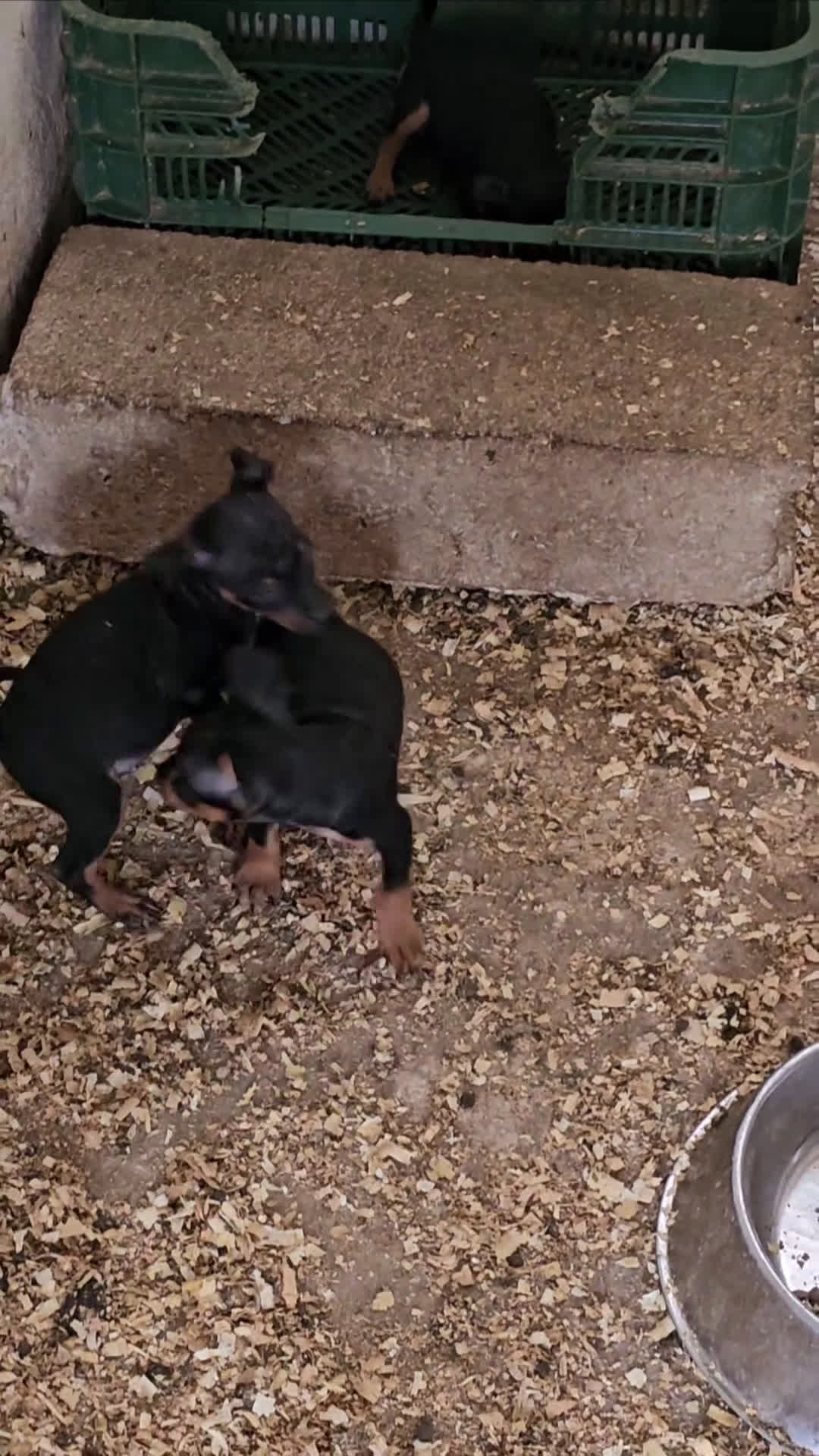 Pinscher Miniatura perros en venta: Espectaculares mini pincher  - Video 2