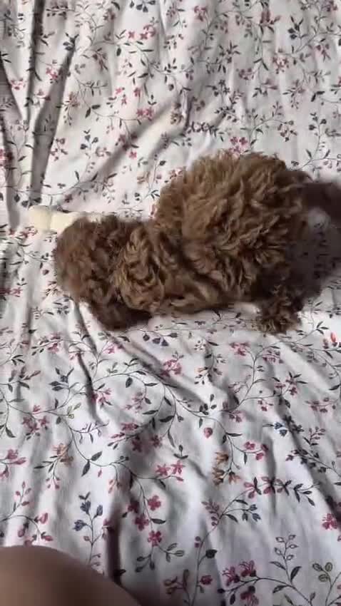 Caniche Toy perros en venta: Cachorros de caniche Toy Apricot - Video 1