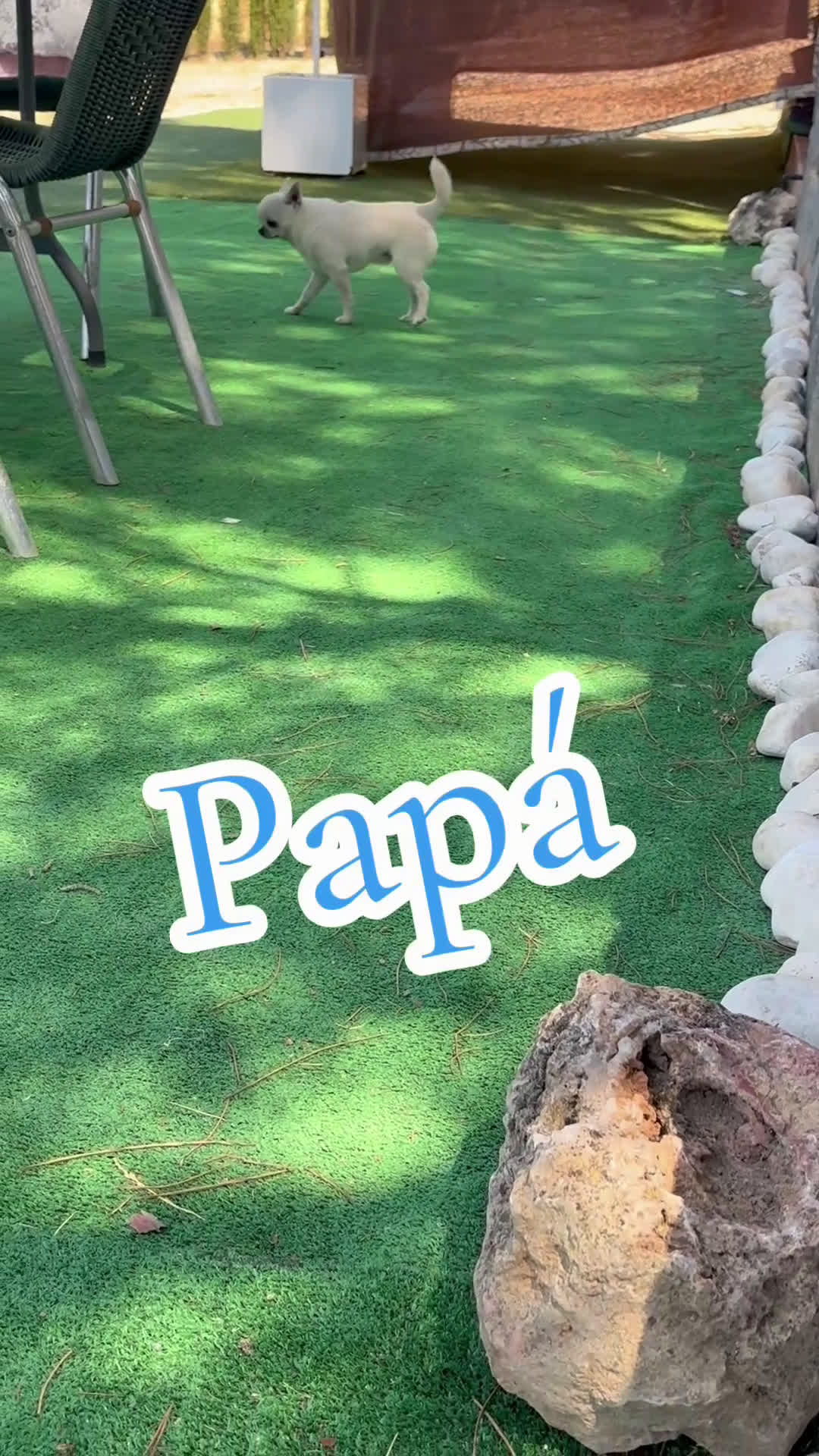 Chihuahua perros en venta: Chihuahua Toy línea inglesa cabeza manzana. - Video 1