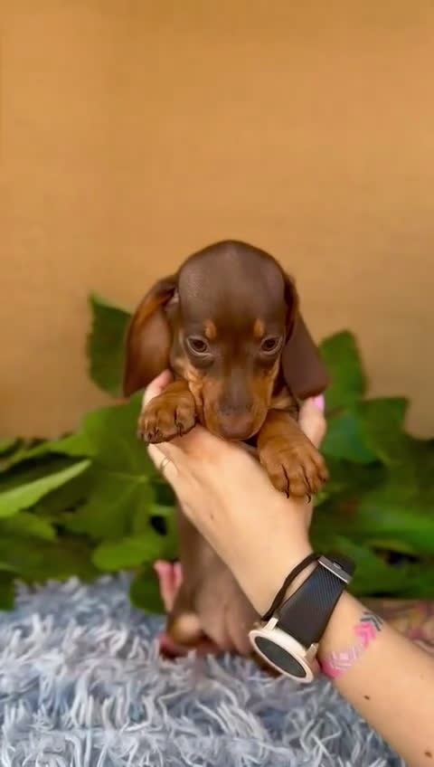 Teckel Miniatura perros en venta: Teckel arlequín chocolate  - Video 1