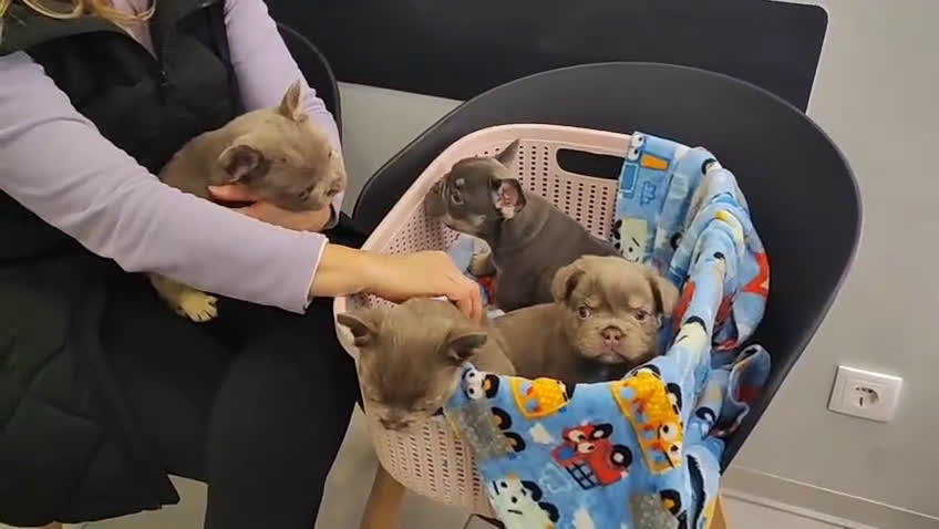 Bulldog Francés perros en venta: Bulldog Frances Fluffy cachorros impresionantes  - Video 2