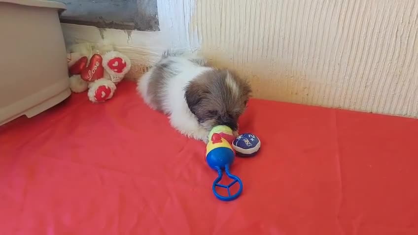 Shih Tzu perros en venta: SHIH TZUS EXCLUSIVOS  - Video 3