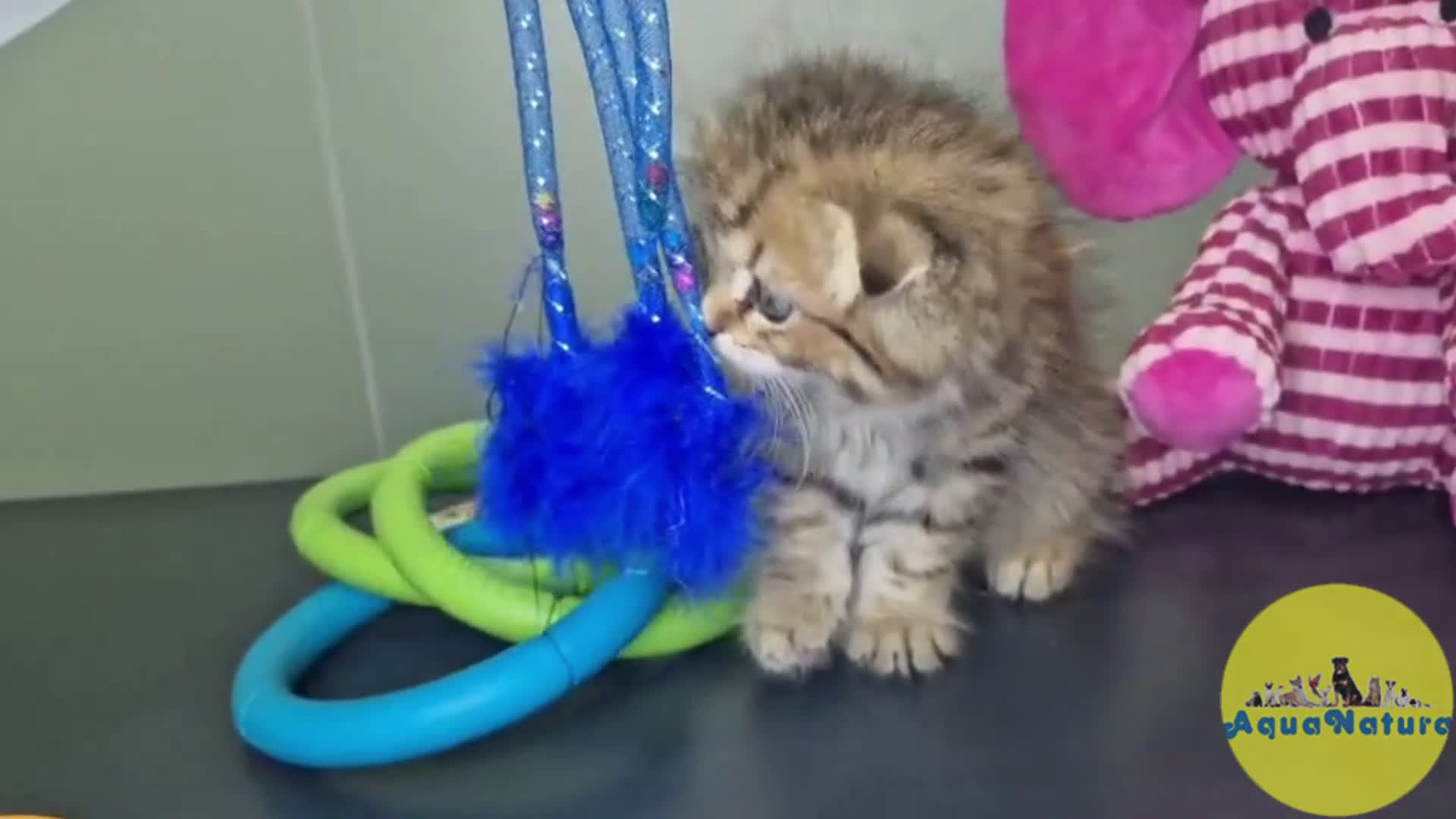 Scottish Fold gatos en venta: Scottish Fold Macho 7906 AQUANATURA - Video 1