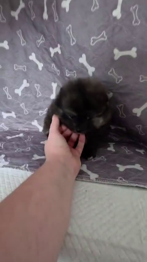 Pomerania perros en venta: Pomerania toy exótico  - Video 3